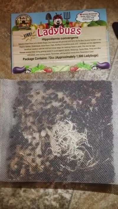 I got ladybugs in the mail. I didn’t order them. There’s 1500 of them and I live in an apartment.