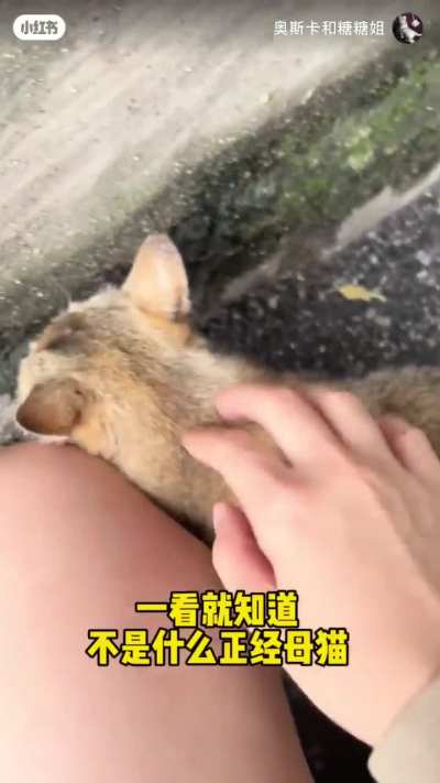 Original MeiMei rescue Video from 2022