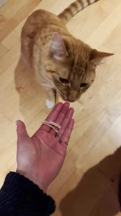 This dingus literally cannot find the treat even if it’s handed to him.
