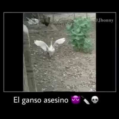el ganso asesino JAJAJA