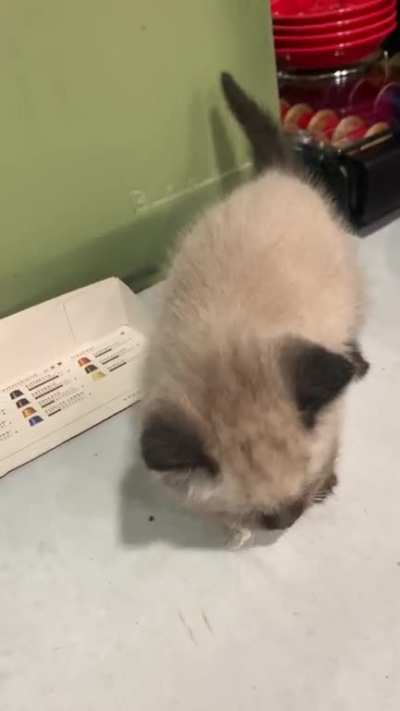 She can eat her weight in chicken.