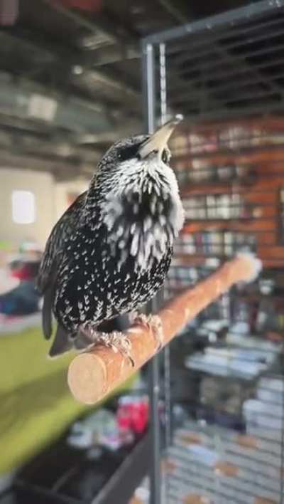 Amazing bird