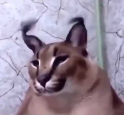 Metal Flop dance