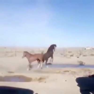 CAVALO
