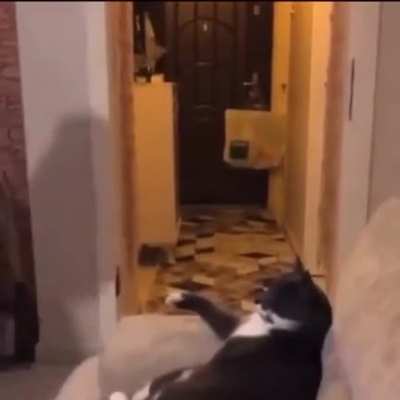 THE MEOWFATHER
