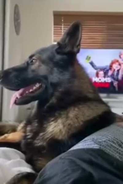 Ayvatoğlu'nun köpeğiymiş diyollar