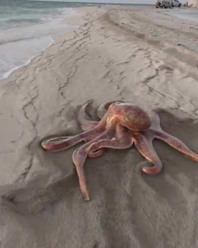 Land Octopus