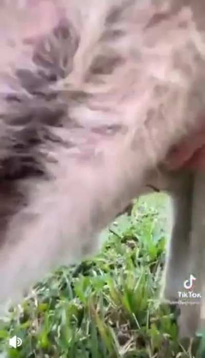 Ever wondered whats inside a kangaroo’s pouch ?