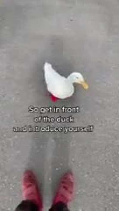 🦆