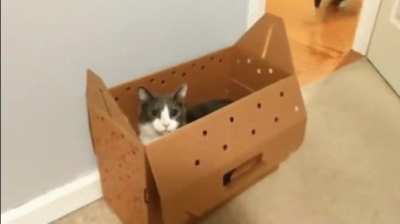 [L]etting the cats out of the box