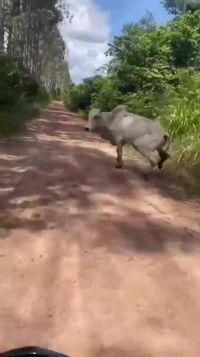 Eu_nvr