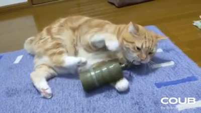 funny cat