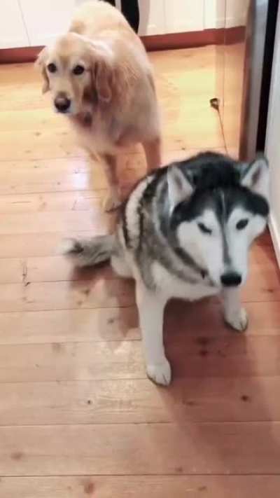 husky fucking hates Billy Joel