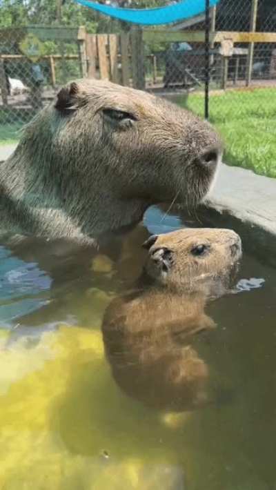 Smolbara