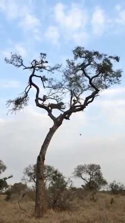 leopard can't get food