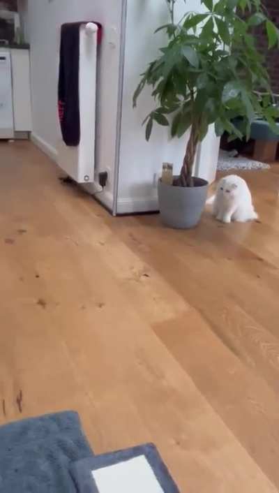Bonded cats suddenly fighting but keep seeking each other out