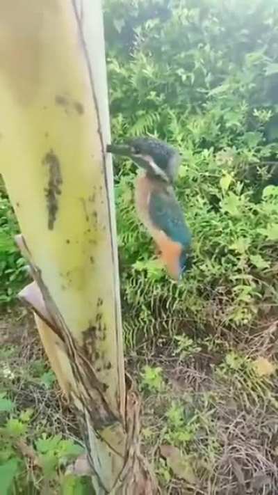 Omg bird’s… holup