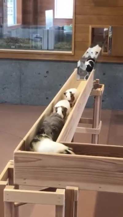 Guinea Pig traffic