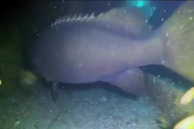 Look at the size of this grouper (toilet on the left for scale)