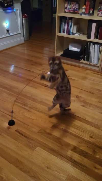 New Toy for My Boy