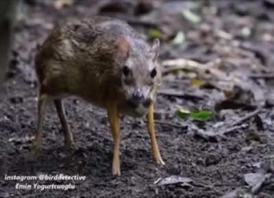 Малый оленёк. Самый маленький из парнокопытных на планете