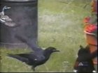 Crow feeds and befriends stray kitten, couple films the unlikely pair’s friendship for over 8 months