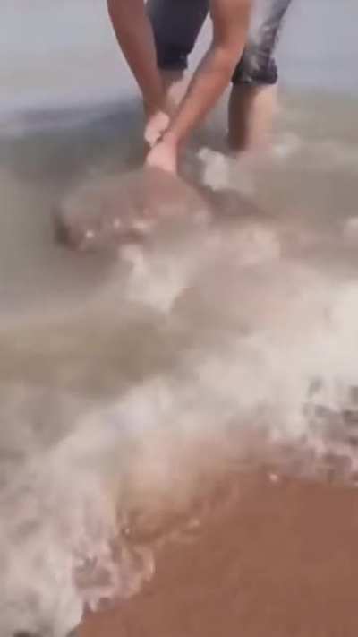 The amount of crabs living in one scoop of sand