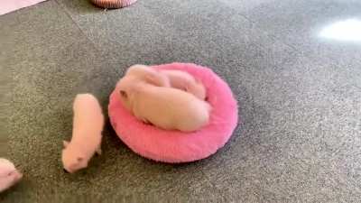 Rosa und süß