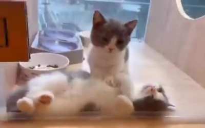 Kitty paramedic