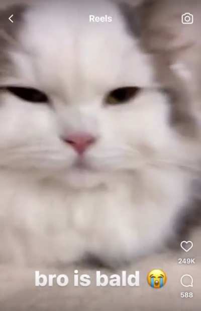 Found Asmon’s cat