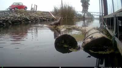 Curious River Otter