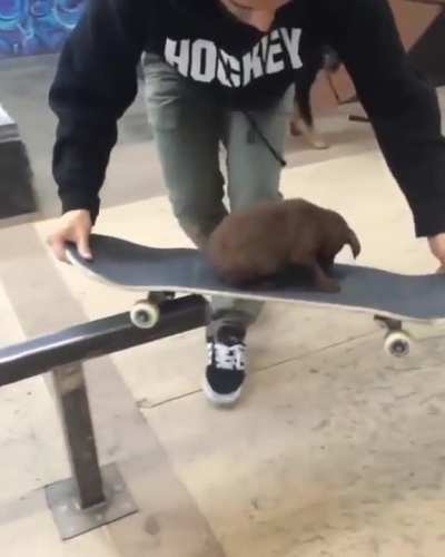 The lord of Dog Town