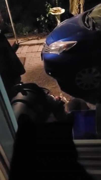 my cat has been contently watching this guy for hours enjoying a free buffett