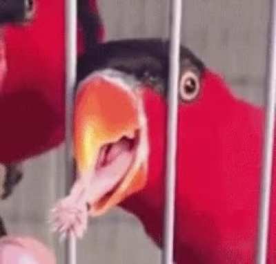 A parrot's tongue