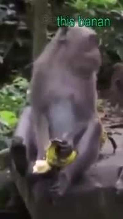 Scam monke
