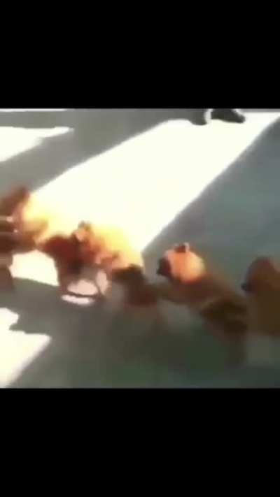 🐶 ❤️