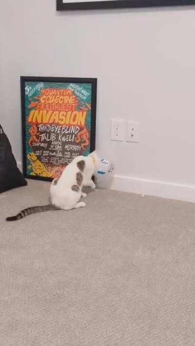 foster cat scares himself exploring new home