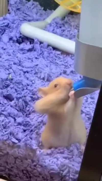 xhamster