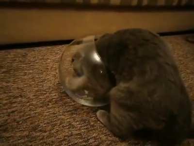 Cat tries to become one with a fish