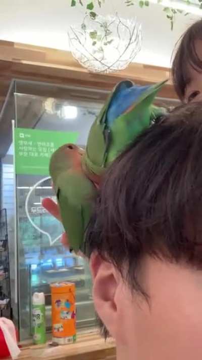 i fed birds…. with my hair