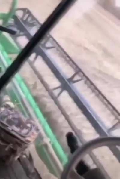 Good boy excited for the harvest