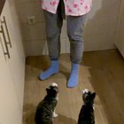 Our cats (Pim and Pom) LOVE tomato and corn!! They even do tricks by themselves for it while I’m cooking 😹