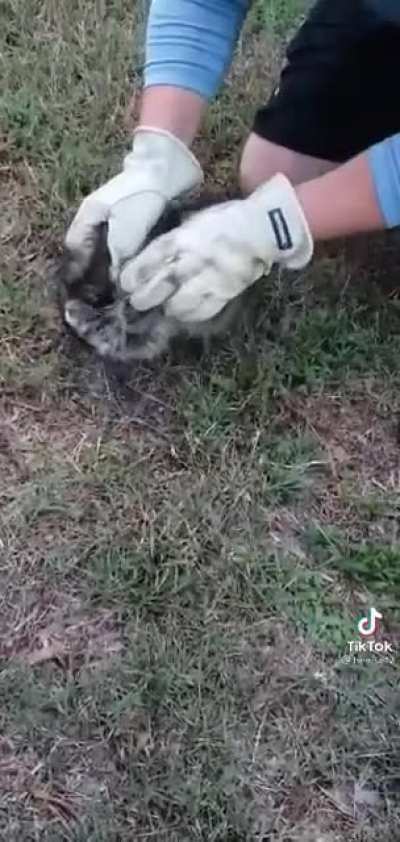 raccon go brr