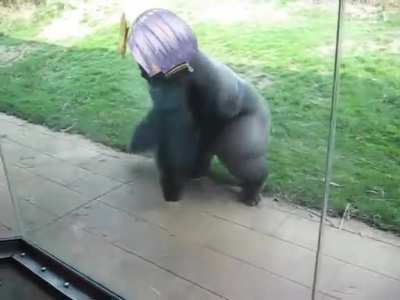どちどち⁈ *confused Gorilla noises*