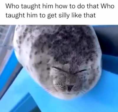 the silly