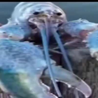 Fernardo 🦞