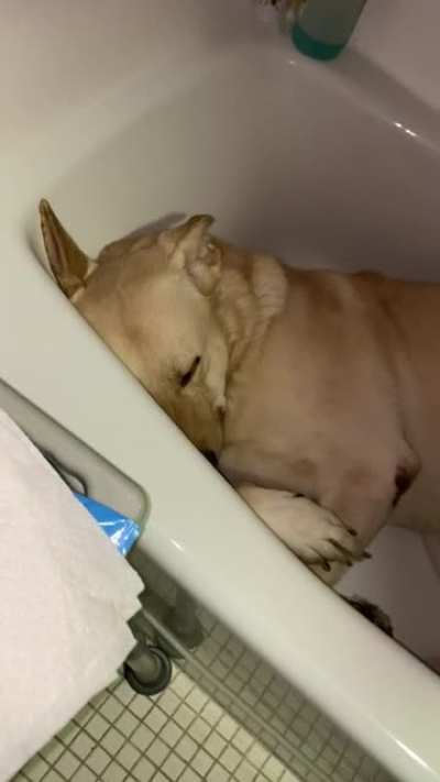 I went to get my dry sheets and found him like this
