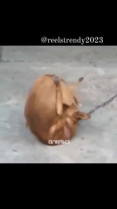 Doggystyle