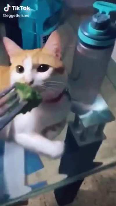 Perfectly cut cats rule this sub...