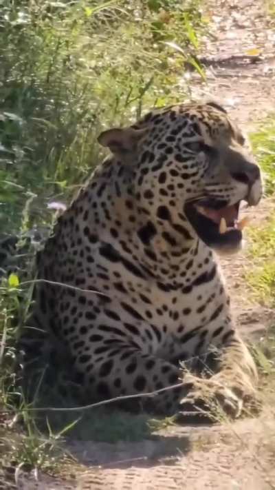 Este es Angujá, un yaguareté de 1 año que nació en libertad y vive en el Iberá